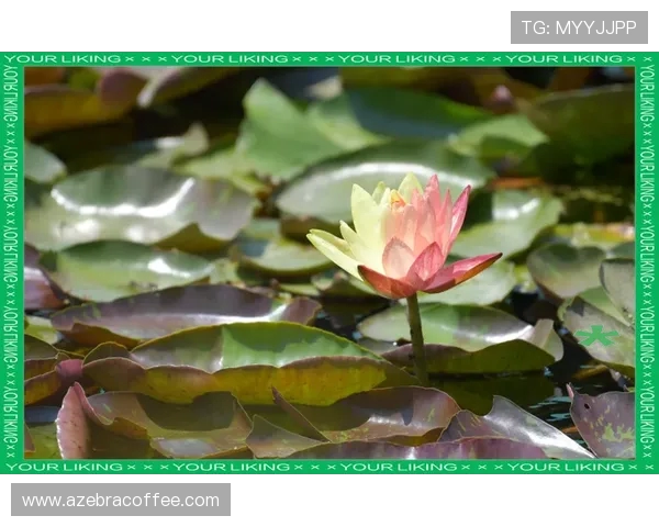 颠覆认知！莲藕与荷叶的共生真相大公开
